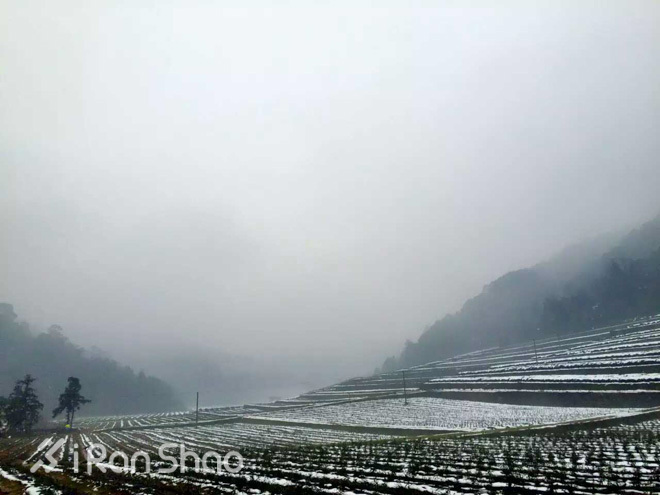 探路 | 银装素裹，江南印象之绍兴茶园山地半程马拉松