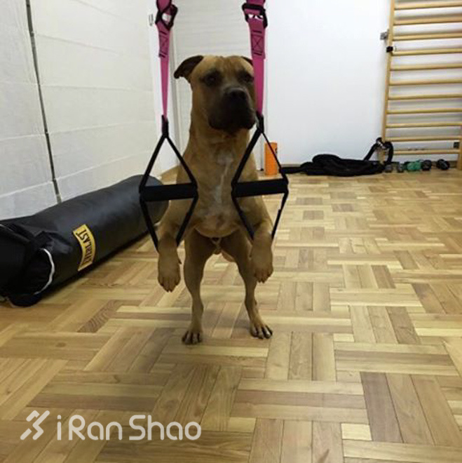 训练｜王力宏也喜欢的训练－TRX