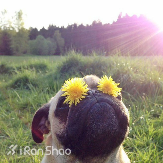 经验｜花粉过敏的你如何在春天跑步