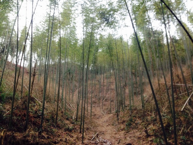 从化CH50猫仔滑屁屁战记