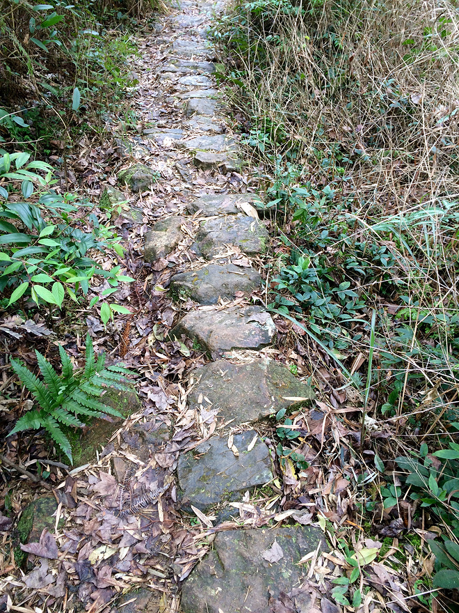 从化CH50猫仔滑屁屁战记