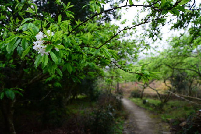 从化CH50猫仔滑屁屁战记