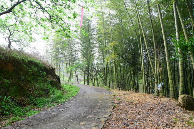 从化CH50猫仔滑屁屁战记