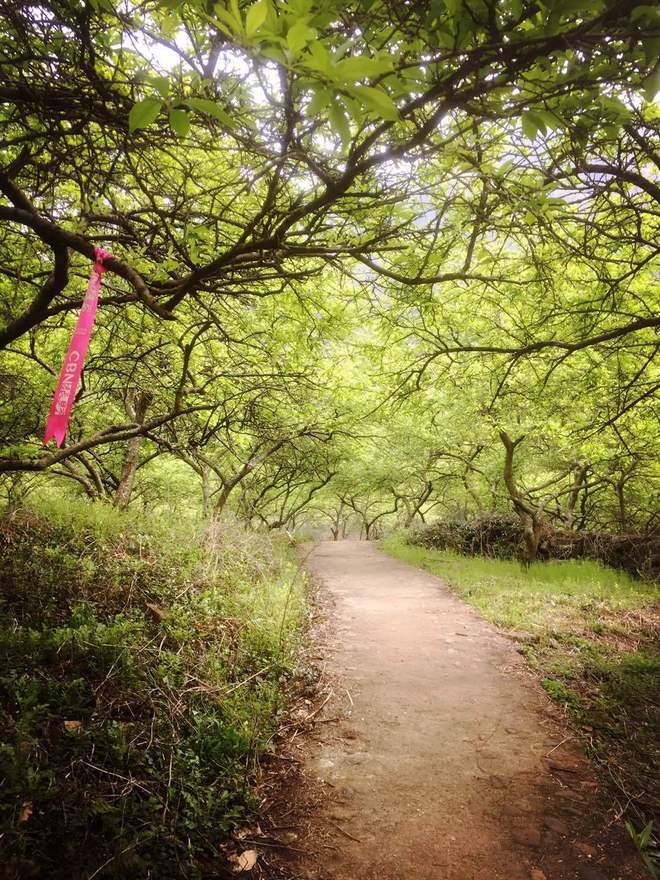 从化CH50猫仔滑屁屁战记