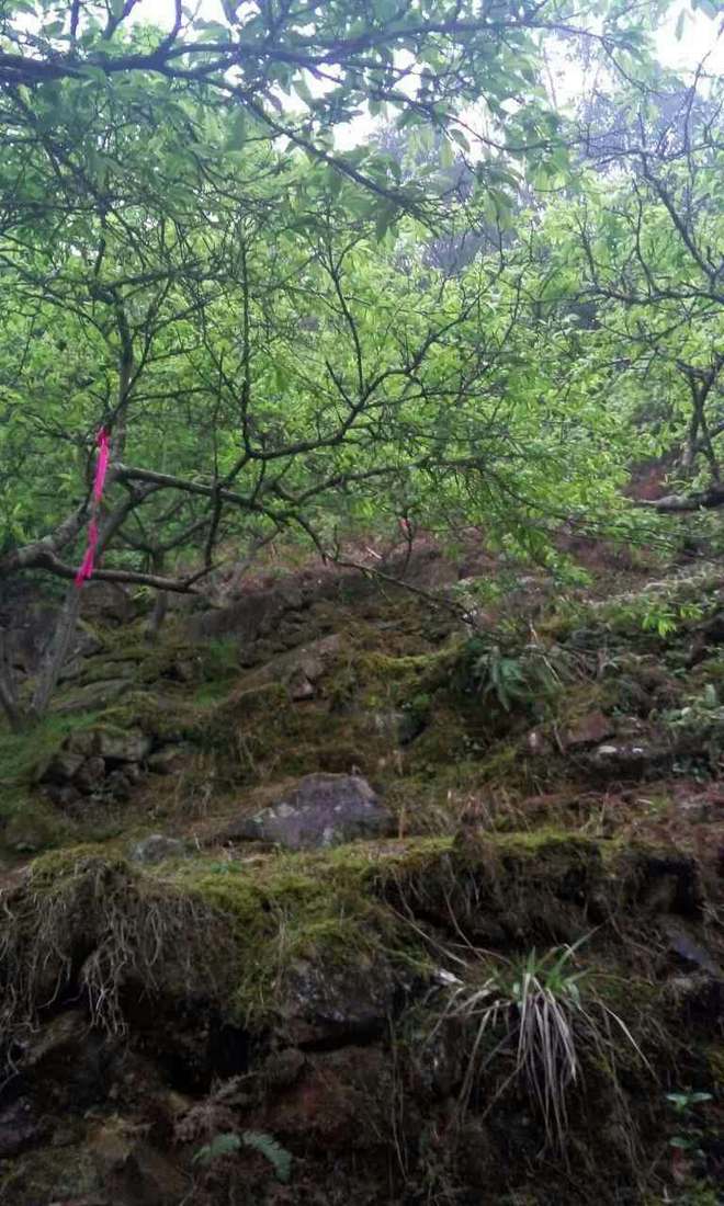 从化CH50猫仔滑屁屁战记