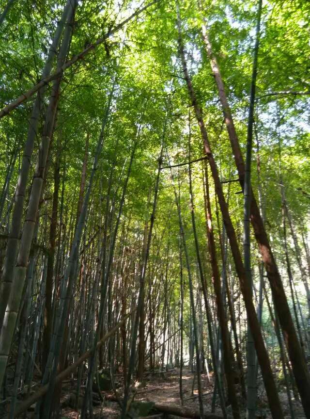 足以回味余生——温岭首届40公里越野测试赛