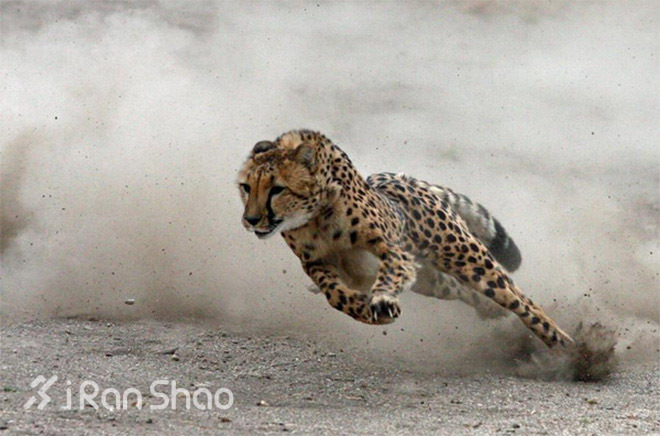 成为真正的追逐者，哪怕你的对手是猎豹也未必会输