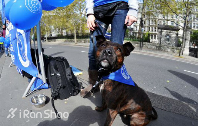 漫跑英伦 | 伦敦马拉松  一场充满爱意的街头大型化装舞会