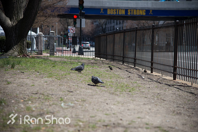 波士顿梦想 | 波马前夜 一切即将归于平静