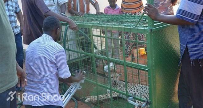 成为真正的追逐者，哪怕你的对手是猎豹也未必会输