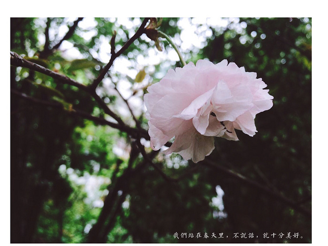 最美人间四月天——遇见LA SPROTIVA  HELIOS 2