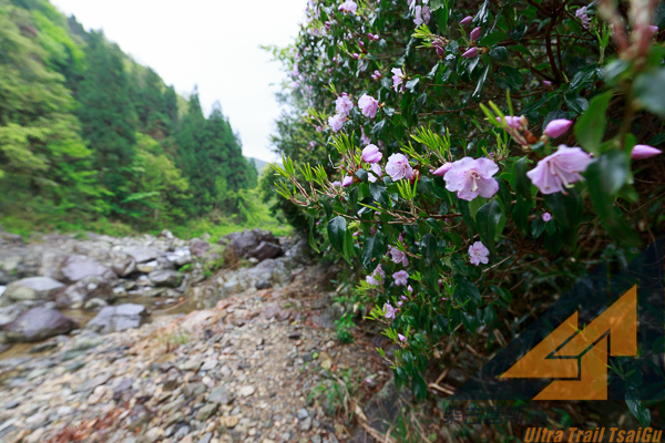 柴古唐斯|风雨后未必有彩虹，风雨兼程后必有收获