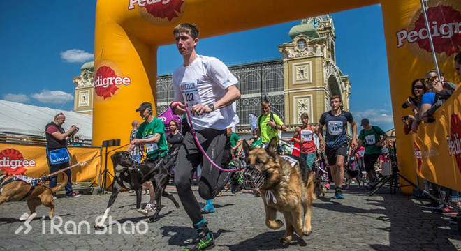 安全 | 不止生活会被“狗且”  跑步也有被咬的风险