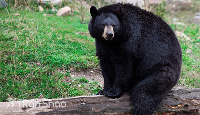 北美超马故事 | 遇熊记