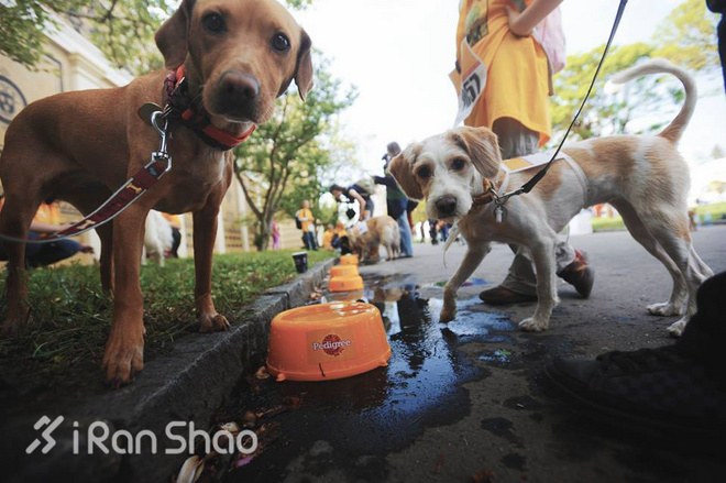 安全 | 不止生活会被“狗且”  跑步也有被咬的风险
