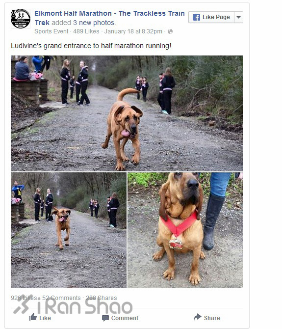 安全 | 不止生活会被“狗且”  跑步也有被咬的风险