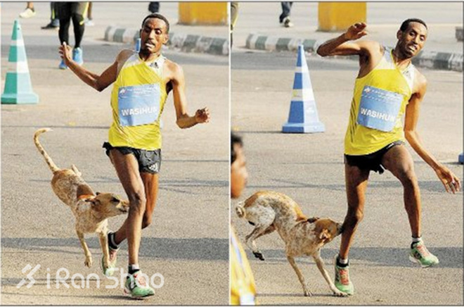 安全 | 不止生活会被“狗且”  跑步也有被咬的风险