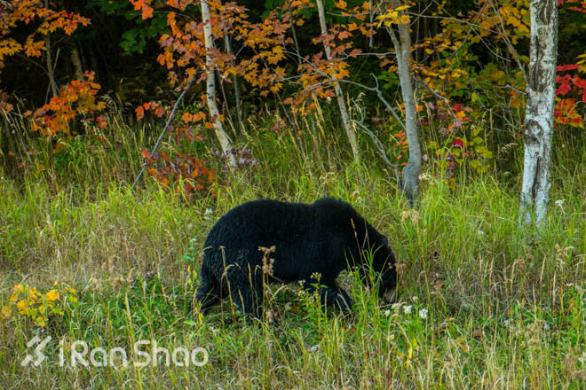 北美超马故事 | 遇熊记