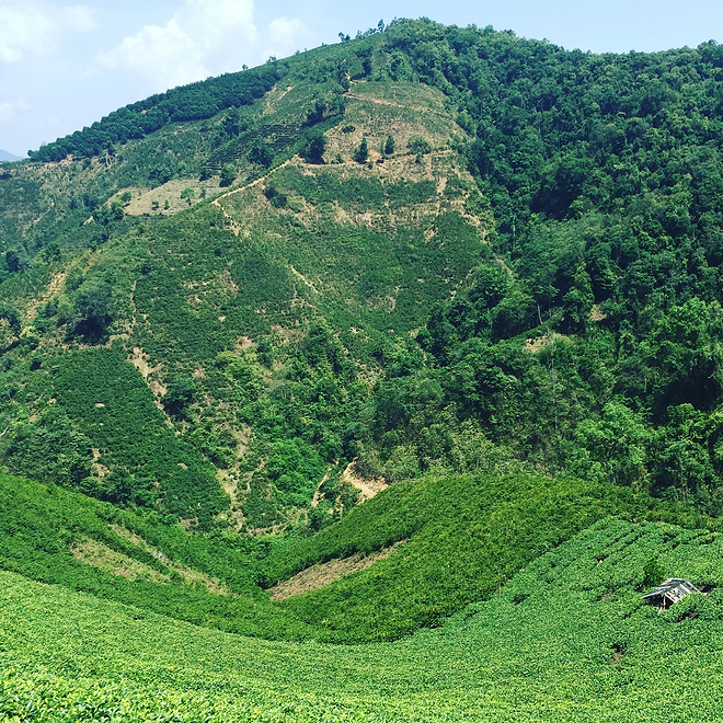 剩者为王—普洱100养成记