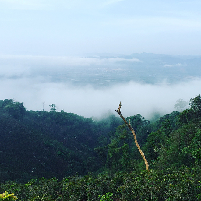 剩者为王—普洱100养成记