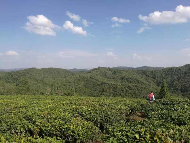 剩者为王—普洱100养成记