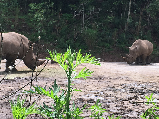剩者为王—普洱100养成记