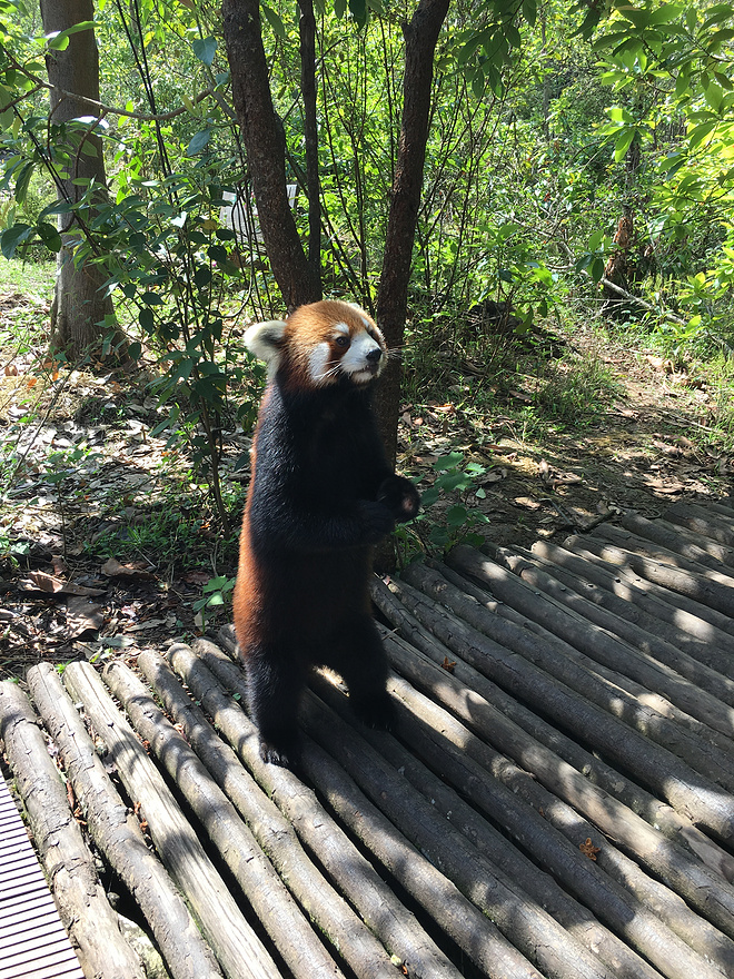 剩者为王—普洱100养成记