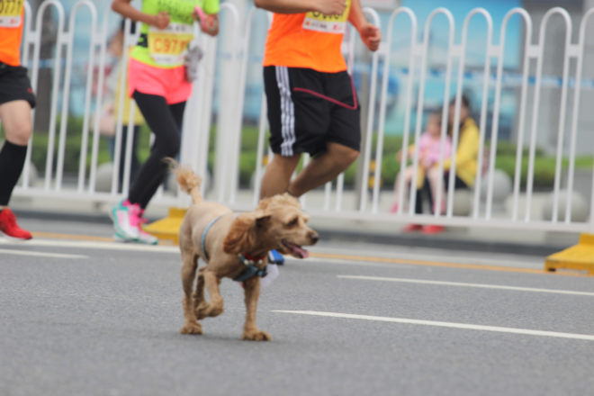 来来来，干了这杯热干面                   --------记我的2016武汉马拉松
