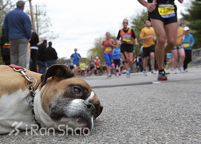 马拉松到底算不算是慢跑呢？我们来做几组对比