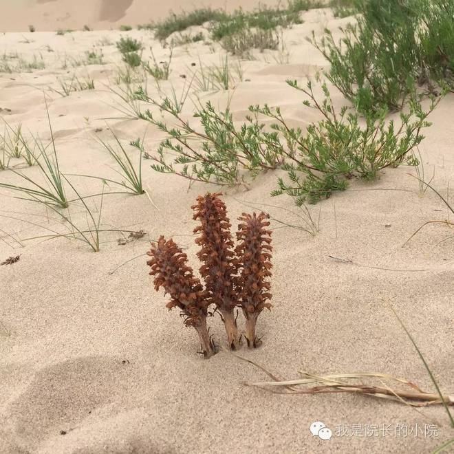 去远方 跑一场百公里 —— 记第三届青海湖超级越野跑