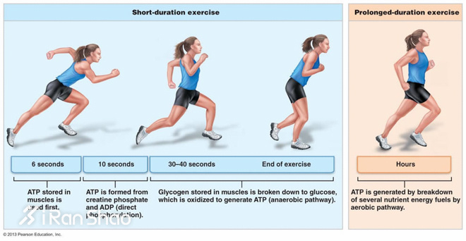 科普 | 为什么800米如此酸爽？