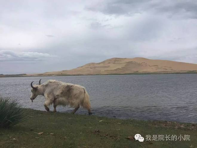 去远方 跑一场百公里 —— 记第三届青海湖超级越野跑