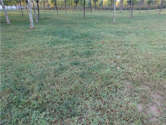 迪卡侬KIPRUN TRAILL XT6：初级越野跑者的利器