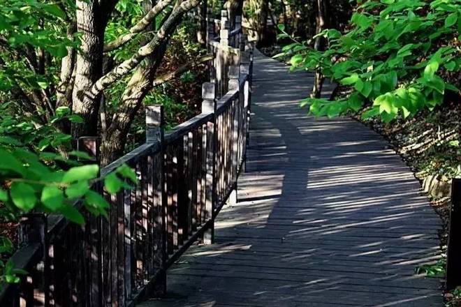 大阳山跑山赛|这次，把森林拓进奖牌