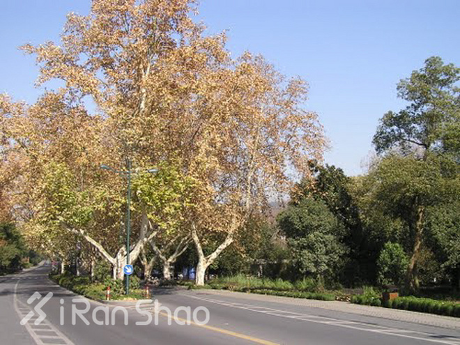 杭马30 | 说说杭马的二三事