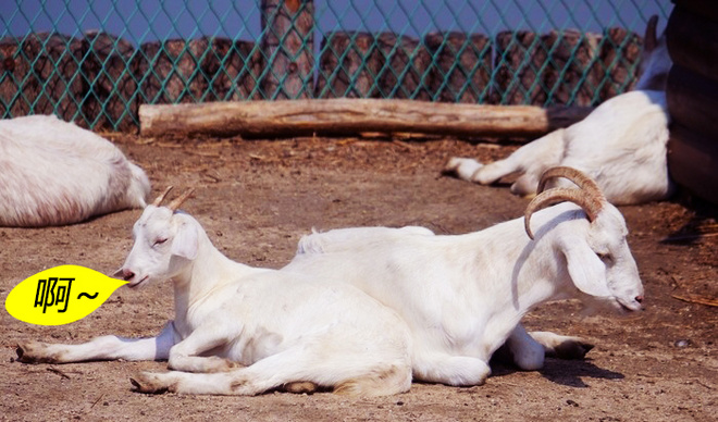 位于羊毛巅峰的美丽诺，不用等双11的冬季训练“强制装备”