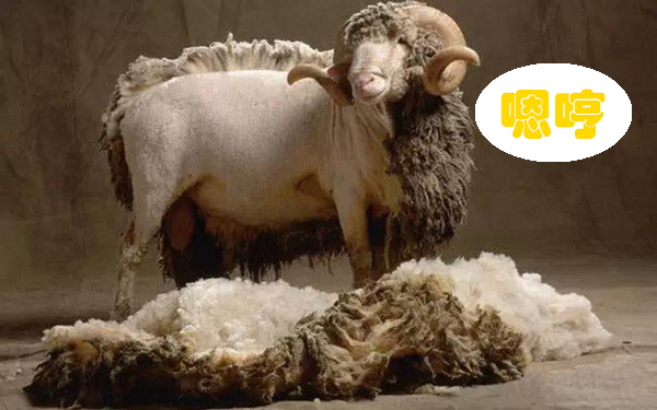 位于羊毛巅峰的美丽诺，不用等双11的冬季训练“强制装备”