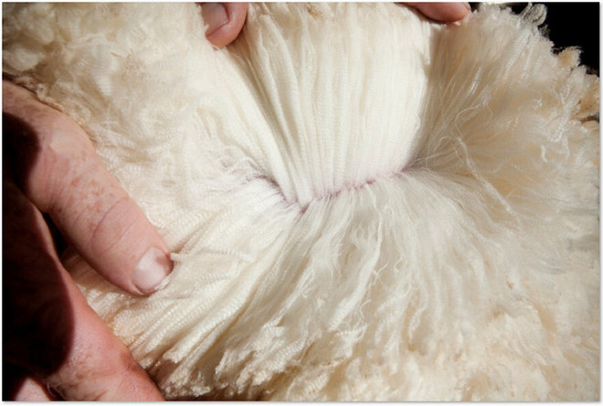 位于羊毛巅峰的美丽诺，不用等双11的冬季训练“强制装备”