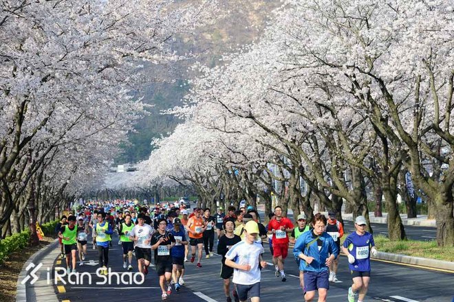 2016爱燃烧年终回顾 | 那些值回票价的海外马拉松