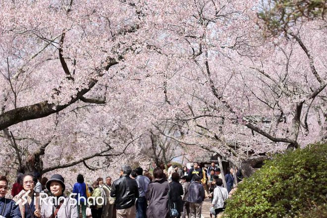 2016爱燃烧年终回顾 | 那些值回票价的海外马拉松
