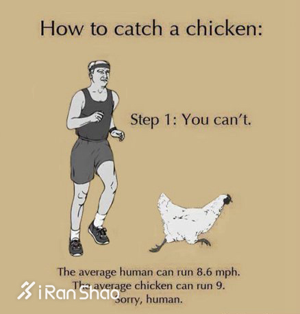 装备 | 新年主旋律 凤凰与幺鸡