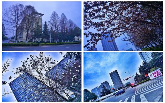 我愿奔向三月的风 浴一回樱花雨——记2017无锡马拉松