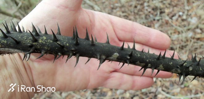 特稿 | Barkley的愚人节