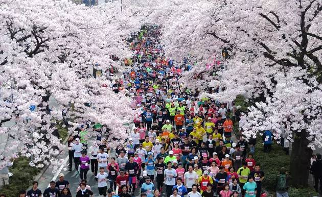 我愿奔向三月的风 浴一回樱花雨——记2017无锡马拉松