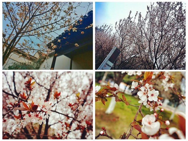 我愿奔向三月的风 浴一回樱花雨——记2017无锡马拉松