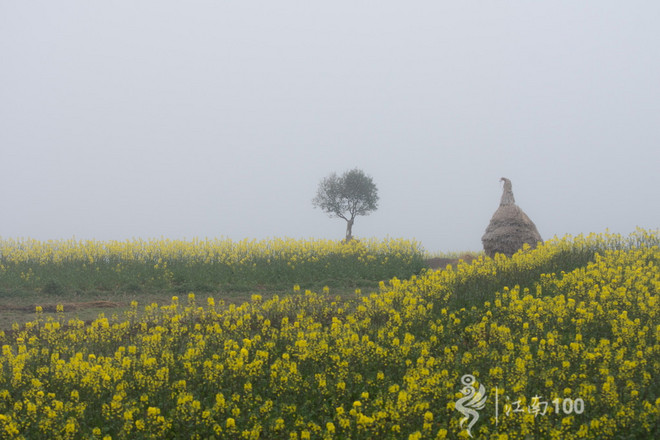 江南100游侠视角——沐浴着绵绵细雨，奔跑在满坡满野的金黄中