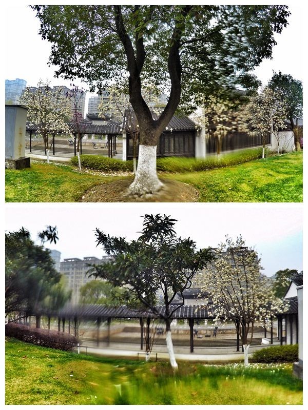 我愿奔向三月的风 浴一回樱花雨——记2017无锡马拉松