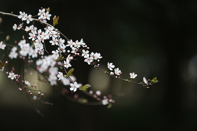 樱花盛开，蝴蝶自来 ---与你邂逅浪漫之城