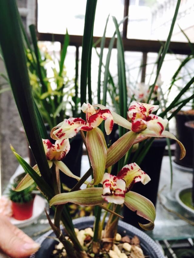 风雨嘶嘶春太湖——无锡西太湖跑了个半马马