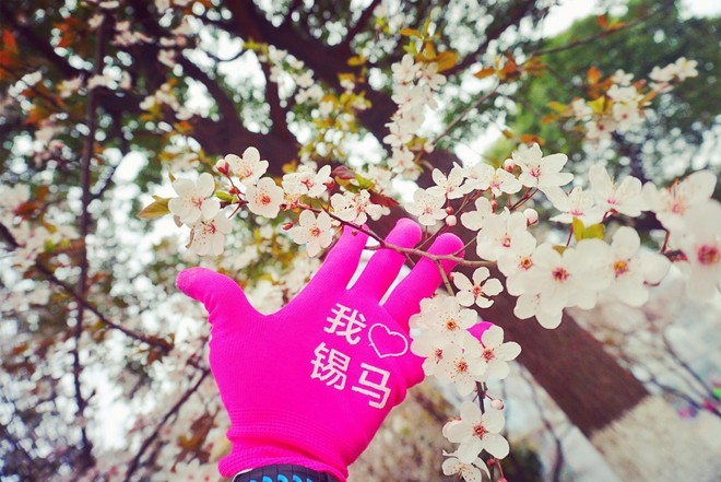 我愿奔向三月的风 浴一回樱花雨——记2017无锡马拉松